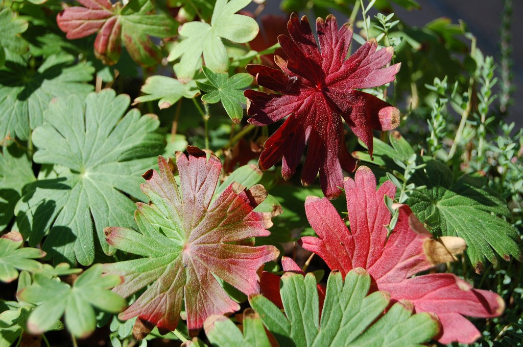 GERANIUM VIVACE
